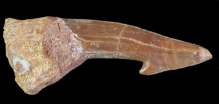 Bargain, Cretaceous Giant Sawfish (Onchopristis) Rostral Barb #64473